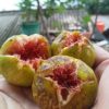 bibit buah tin hijau cangkok pasti berbuah buah tin green yordan cangkok Tanjungbalai