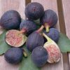 bibit buah tin hitam sangat produktif ronde de bordeaux Serang