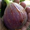 bibit buah tin jenis blue giant cangok murmer Sumatra Barat
