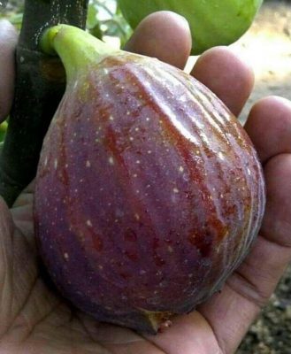 bibit buah tin jenis blue giant cangok murmer Sumatra Barat
