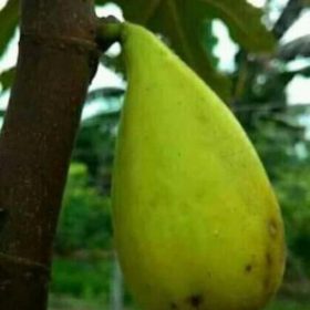 Bibit Buah Tin Jenis Dalmatie Rusia Gorontalo Utara