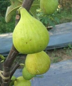 bibit buah tin jenis dotato terlaris Palembang