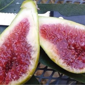 bibit buah tin jenis gayet fresh cangkok bibit pohon tin Banten
