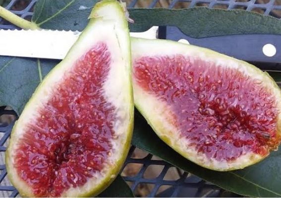 bibit buah tin jenis gayet fresh cangkok bibit pohon tin Banten