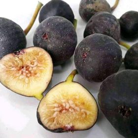 bibit buah tin jenis iraqi cangkok murmer Manado