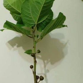 Bibit Buah Tin Jenis Iraqi Maros