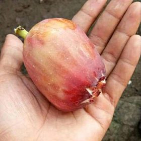 bibit buah tin jenis long suju cangkok murmer Padang Sidempuan