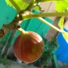 bibit buah tin jenis red palestine cangkok murmer Bali