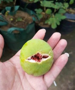 bibit buah tin jenis verdino cangkok super Papua