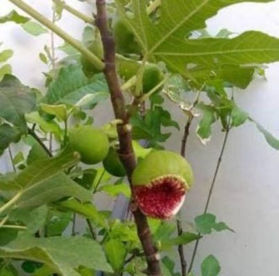Bibit Buah Tin Jordan Cangkok Nabire