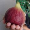 bibit buah tin jumbo btm vi fresh cangkok Jawa Timur