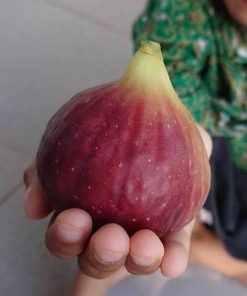bibit buah tin jumbo btm vi fresh cangkok Jawa Timur