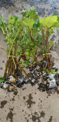 Bibit Buah Tin Jumbo Cangkok Merah Kotamobagu