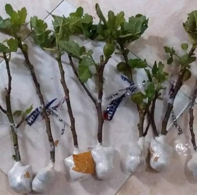 Bibit Buah Tin Jumbo Fresh Cangkox Super Parigi Moutong
