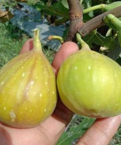 bibit buah tin jumbo lda fresh cangkok bibit pohon tin longue d aout Daerah Istimewa Yogyakarta