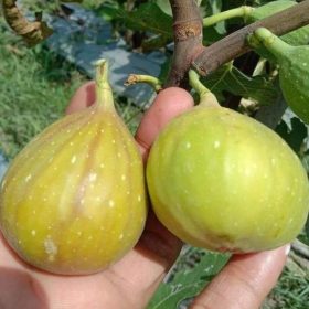 bibit buah tin jumbo lda fresh cangkok bibit pohon tin longue d aout Daerah Istimewa Yogyakarta