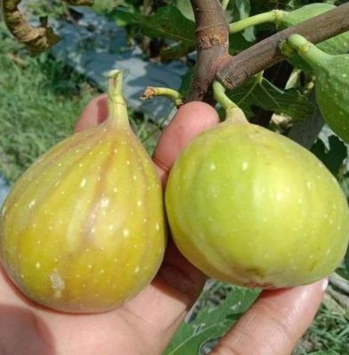 bibit buah tin jumbo lda fresh cangkok bibit pohon tin longue d aout Daerah Istimewa Yogyakarta