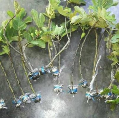 Bibit Buah Tin Jumbo Merah Ponorogo