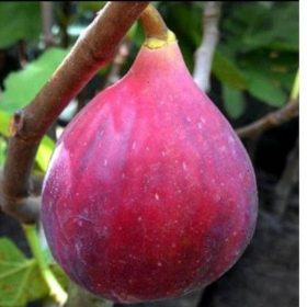 Bibit Buah Tin Jumbo Red Israel Khurtmani Fig Berkualitas Unggul Toli-Toli