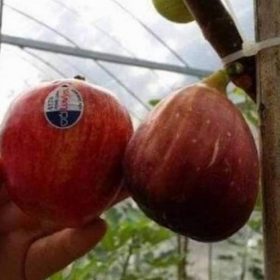 Bibit Buah Tin Jumbo Red Palestine Besar Pacitan