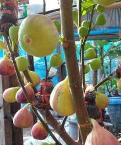 bibit buah tin jumbo red palestine sangat produktif Kalimantan Timur
