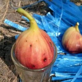 Bibit Buah Tin Jumbo Super Jenis Manis Dan Produktif Sidenreng Rappang