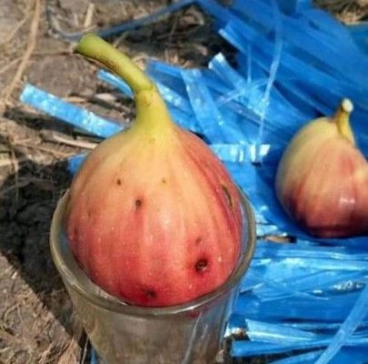 Bibit Buah Tin Jumbo Super Jenis Manis Dan Produktif Sidenreng Rappang