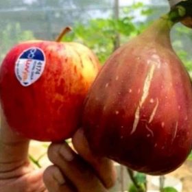 Bibit Buah Tin Jumbo Super Suju Sarmi
