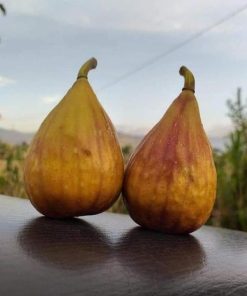 bibit buah tin lungo del portugallo jenis buah tin lonjong manis Aceh