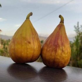 bibit buah tin lungo del portugallo jenis buah tin lonjong manis Aceh