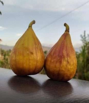 bibit buah tin lungo del portugallo jenis buah tin lonjong manis Aceh