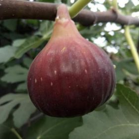 bibit buah tin merah jenis tgf jumbo fresh cangkok Kalimantan Selatan