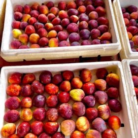 bibit buah tin merah jumbo jenis moyuna cangkok cepat berbuah Tangerang