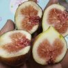 bibit buah tin merah tgf jumbo Pangkalpinang