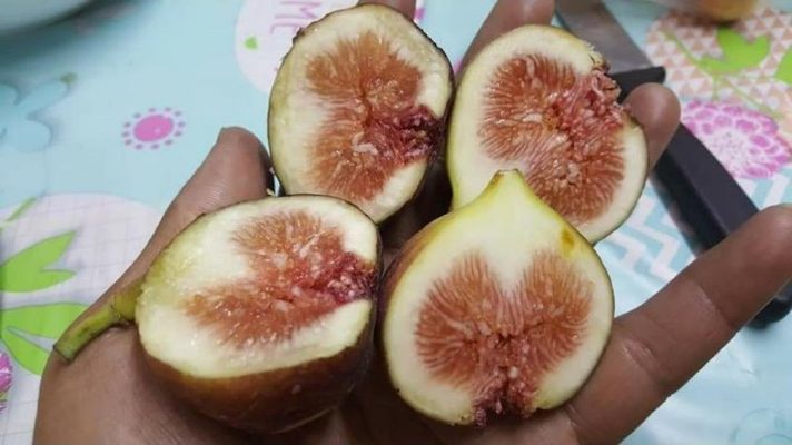 bibit buah tin merah tgf jumbo Pangkalpinang