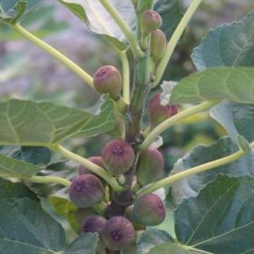 bibit buah tin negrone buah hitam produktif Jawa Tengah