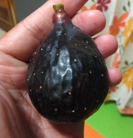 bibit buah tin negrone buah hitam sangat manis Maluku Utara