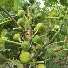 bibit buah tin nexue Bandar Lampung