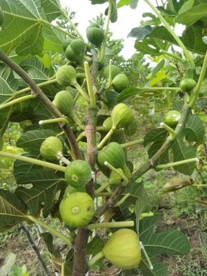 bibit buah tin nexue Bandar Lampung