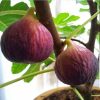 bibit buah tin purple bibit buah tin buah tin Ternate