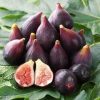 bibit buah tin purple Kediri