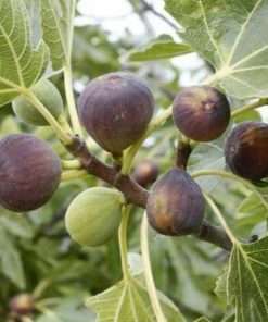 bibit buah tin purple yordan hasil okulasi Banten