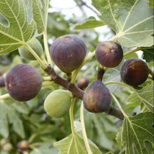 bibit buah tin purple yordan hasil okulasi Banten