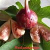 bibit buah tin red andaman Jakarta