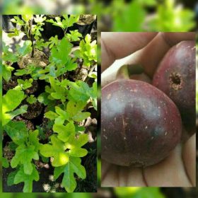 Bibit Buah Tin Red Israel Badung