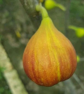 bibit buah tin red lebanes Jambi