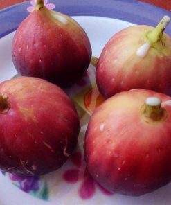 bibit buah tin red palestine fresh cangkok bibit pohon tin Kalimantan Selatan