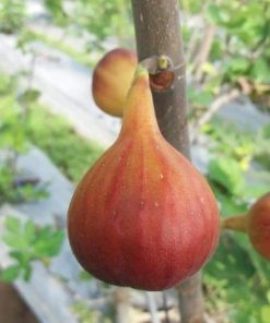 bibit buah tin red palestine fresh cangkok pohon tin Sumatra Selatan