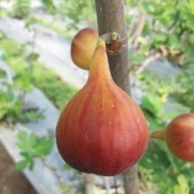 bibit buah tin red palestine fresh cangkok pohon tin Sumatra Selatan