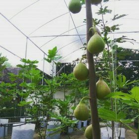 bibit buah tin Sumatra Selatan